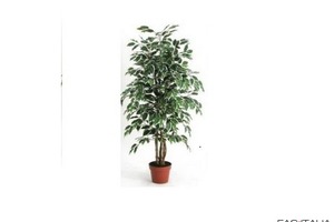 Ficus variegato 125 cm